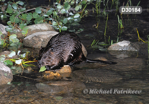 North American Beaver (Castor canadensis)